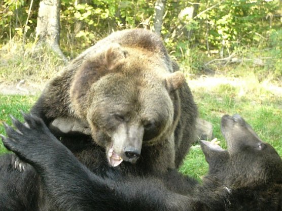 B&auml;ren beim Spielen oder Balgen? (Foto: Hans-J&uuml;rgen Schmidt)