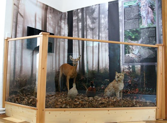 Der Luchs ist zur&uuml;ck! (Foto: Regionalmuseum Bad Frankenhausen)