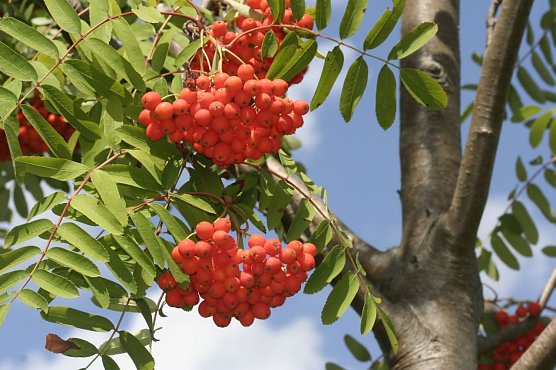 Herbstzeit ist Pflanzzeit - der NABU gibt die passenden Tipps (Foto: Helge May)