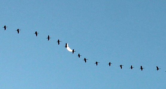 Gro&szlig;es Geschrei &uuml;ber Sondershausen (Foto: Karl-Heinz Herrmann)