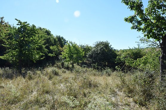 Entbuschung B&auml;rental und Hohle (Foto: Naturstiftung David)