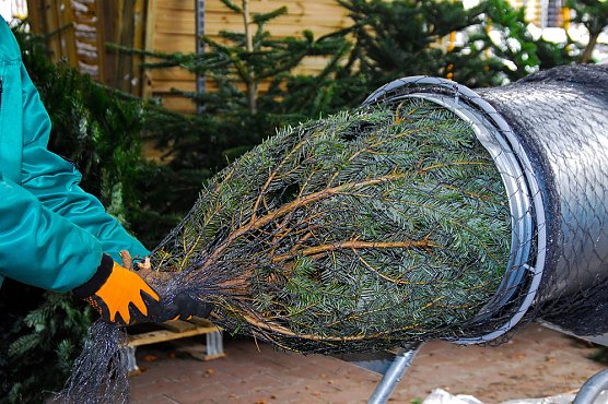 O Tannenbaum: Im Kyffh&auml;userkreis stehen rund 25.000 Weihnachtsb&auml;ume (Foto: IG Bau)