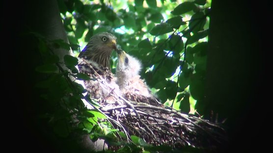 Ein Projekt zum Schutz der Rotmilane (Foto: Peter Hoehns) Ein Projekt zum Schutz der Rotmilane (Foto: Peter Hoehns)