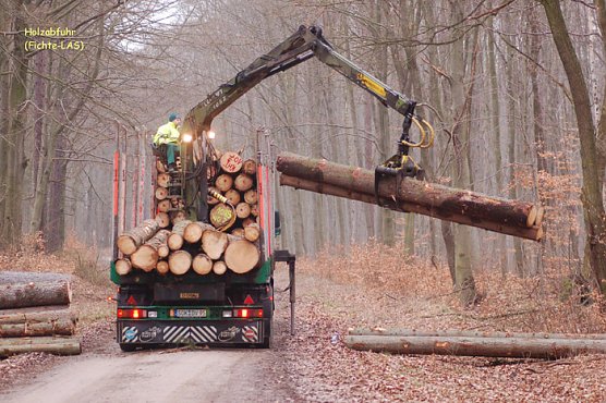 Holzabfuhr aus dem Wald (Foto: Forstamt Oldisleben)