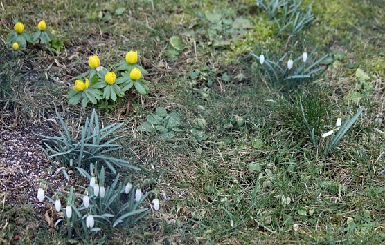 Der Fr&uuml;hling kommt? (Foto: Karl-Heinz Herrmann)