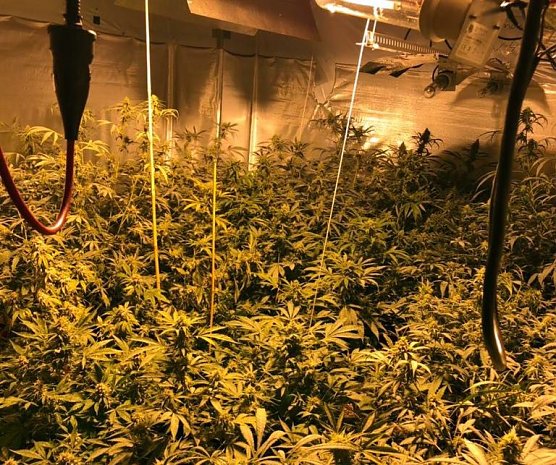 Blick in die Plantage (Foto: Polizei)