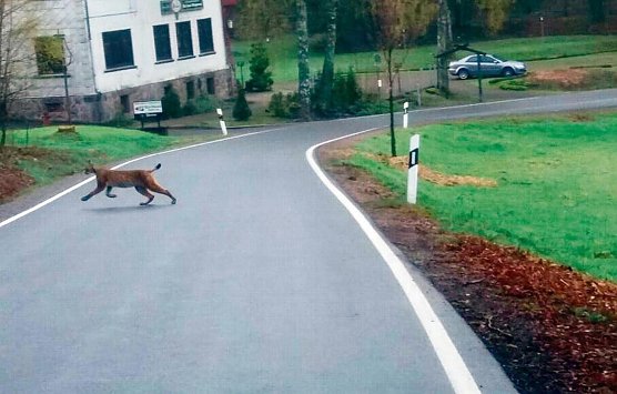 Luchs, aufgenommen im Mai 2017 (Foto: Marco V&ouml;lker)