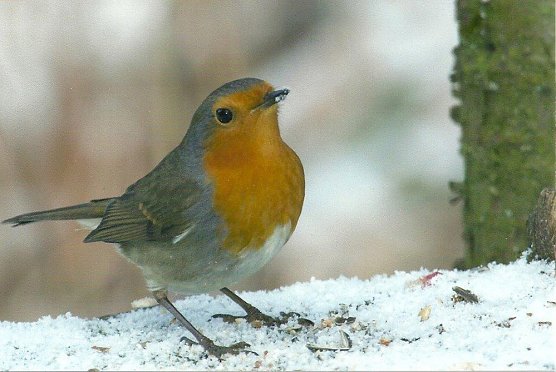 Naturparkbotschafter mit Vortrag (Foto: Regionalmuseum Bad Frankenhausen) Naturparkbotschafter mit Vortrag (Foto: Regionalmuseum Bad Frankenhausen)