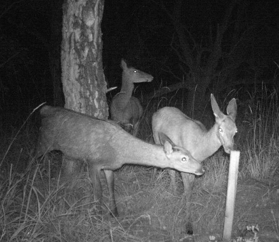 Rotwild im Rampenlicht (Foto: Naturstiftung David)