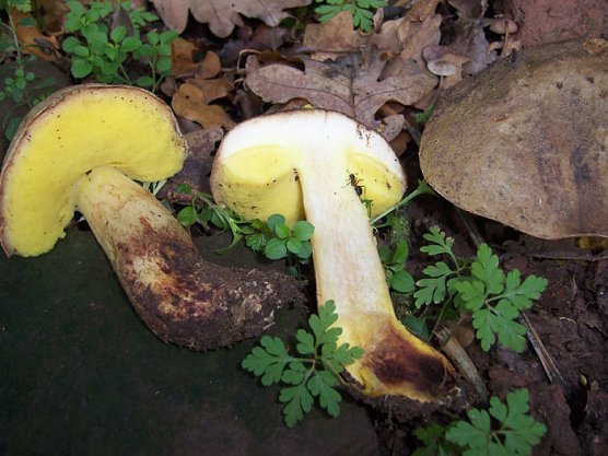 Seltene Röhrlinge (Foto: Ronald Süß) Seltene Röhrlinge (Foto: Ronald Süß)