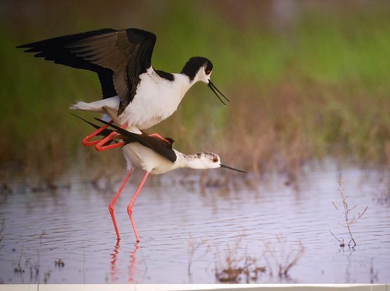 Wir haben zu Pfingsten ge&ouml;ffnet! (Foto: Regionalmuseum Bad Frankenhausen)