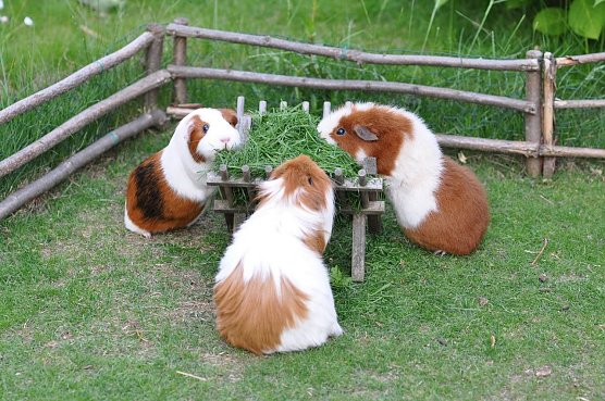 Meerschweinchen in der Außenhaltung (Foto: Deutscher Tierschutzbund e.V.) Meerschweinchen in der Außenhaltung (Foto: Deutscher Tierschutzbund e.V.)