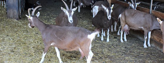 Massenansturm beim Hoffest in Greußen (Foto: Karl-Heinz Herrmann) Massenansturm beim Hoffest in Greußen (Foto: Karl-Heinz Herrmann)