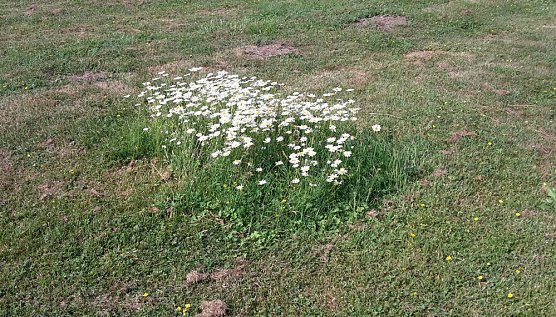 Insekten werden immer weniger (Foto: Karl-Heinz Herrmann) Insekten werden immer weniger (Foto: Karl-Heinz Herrmann)