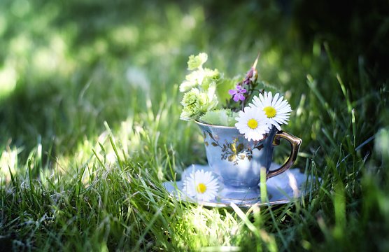 Abenteuer Wilde K&uuml;che und Monatsplan (Foto: Susanne Stadsermann)