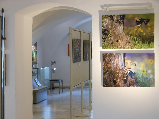 Sonderausstellung endet am Sonntag (Foto: Regionalmuseum Bad Frankenhausen) Sonderausstellung endet am Sonntag (Foto: Regionalmuseum Bad Frankenhausen)