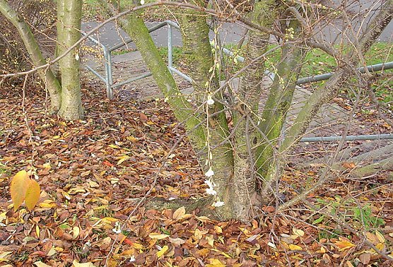 Kirschblüte im Herbst (Foto: Karl-Heinz Herrmann) Kirschblüte im Herbst (Foto: Karl-Heinz Herrmann)