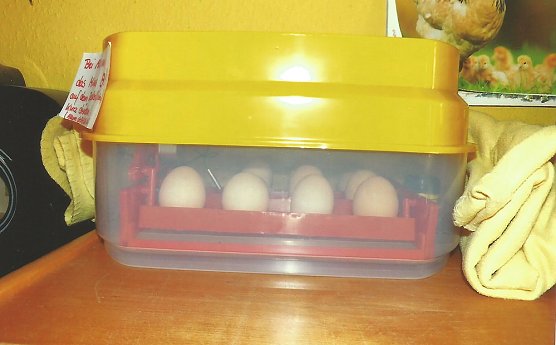 Wunder geschehen - Wir haben's gesehen (Foto: Kita Arche Noah)