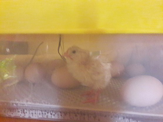 Wunder geschehen - Wir haben's gesehen (Foto: Kita Arche Noah)