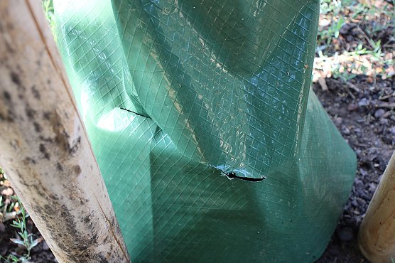 Sinnloser Vandalismus (Foto: Karl-Heinz Herrmann) Sinnloser Vandalismus (Foto: Karl-Heinz Herrmann)