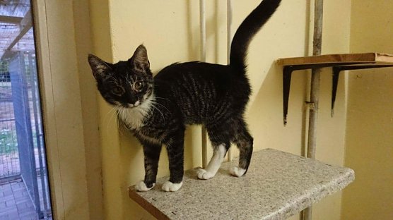 Mina (Foto: Tierheim Nordhausen)