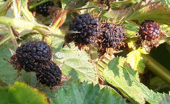 So eine Trockenheit hatte ich noch nie (Foto: privat) So eine Trockenheit hatte ich noch nie (Foto: privat)