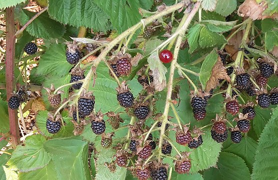 So eine Trockenheit hatte ich noch nie (Foto: privat) So eine Trockenheit hatte ich noch nie (Foto: privat)