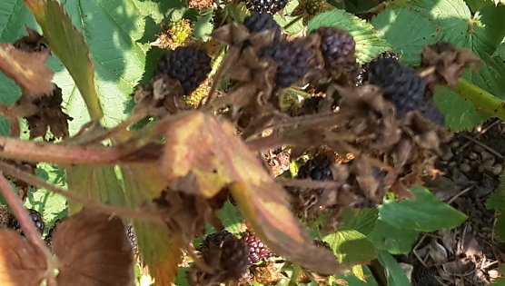 So eine Trockenheit hatte ich noch nie (Foto: privat) So eine Trockenheit hatte ich noch nie (Foto: privat)