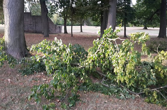 Schlosspark zerzaust (Foto: Karl-Heinz Herrmann)