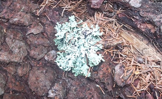 Was es nicht Kurioses gibt (Foto: Karl-Heinz Herrmann)