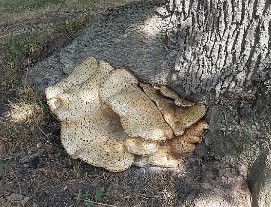 Was es nicht Kurioses gibt (Foto: Karl-Heinz Herrmann)