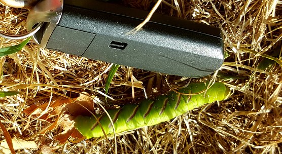 Wer kennt dieses Tier? (Foto: privat)