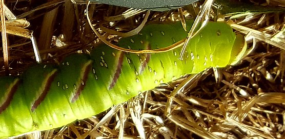 Wer kennt dieses Tier? (Foto: privat)