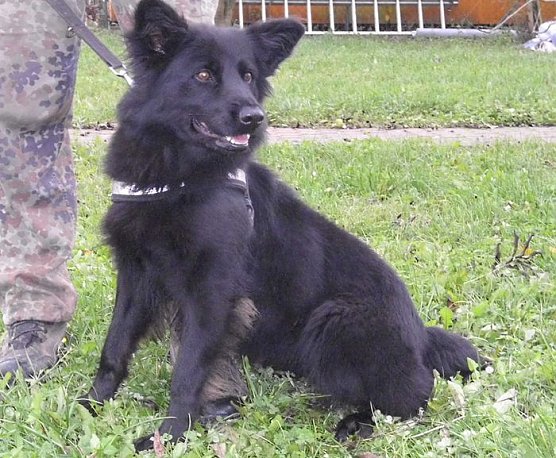 Wendy (Foto: Tierheim Nordhausen) Wendy (Foto: Tierheim Nordhausen)