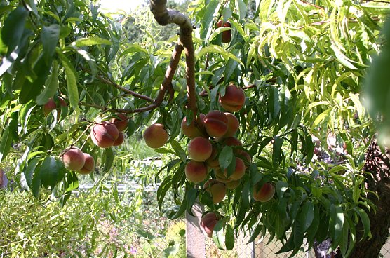 Die riesige Ernte (Foto: J&uuml;rgen M&uuml;ller)