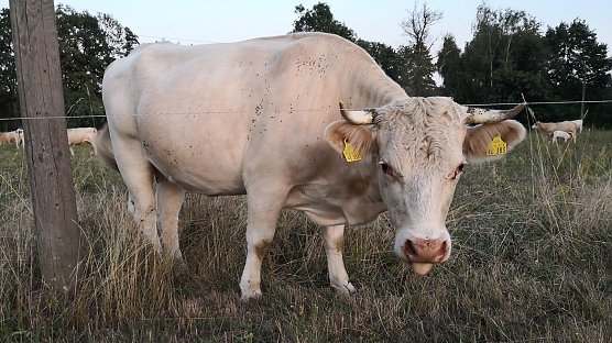 Wetterbild (Foto: nnz)