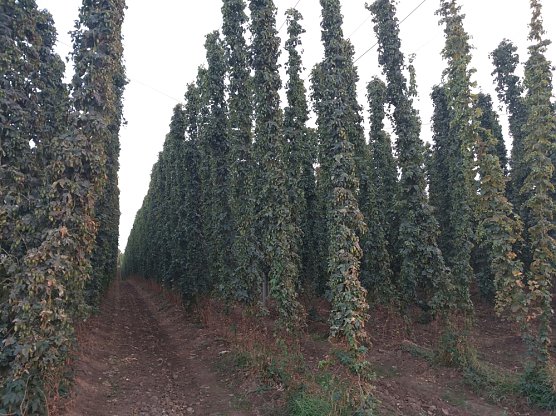 Interessante Reise zur Grundlage unseres Bieres (Foto: Stefan Schard)