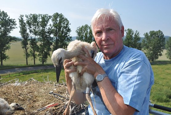 Storchenberingung 2018 in Barchfeld - Storchenobmann K. Schmidt hat inzwischen &uuml;ber 500 Jungst&ouml;rche mit Hiddensee-Ringen in der Werraaue gekennzeichnet (Foto: M. Hugk)