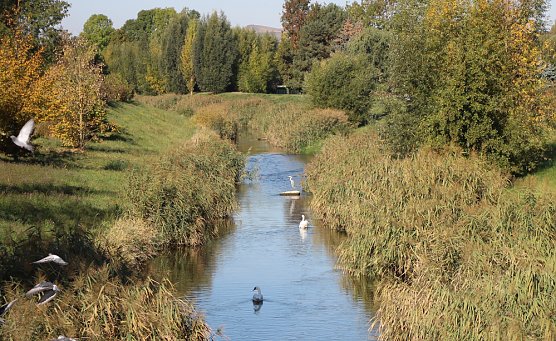 Wipper (Foto: Karl-Heinz Herrmann)
