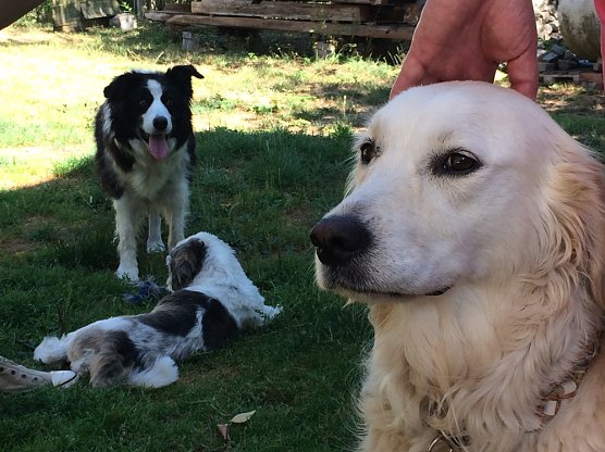 B&uuml;ndnisgr&uuml;ne wollen Tierschutz verbessern (Foto: Babett Pfefferlein)