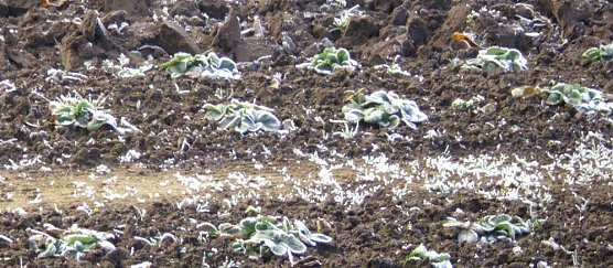 Frostige Garten-Impressionen (Foto: Thomas Leipold) Frostige Garten-Impressionen (Foto: Thomas Leipold)