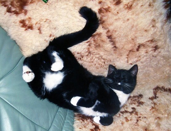 Wer hat Charly gesehen? (Foto: privat)