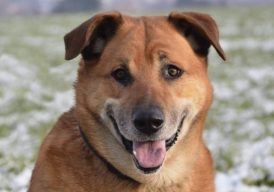 Ben (Foto: Tierheim Nordhausen)