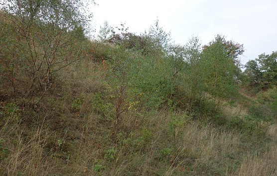 Kulturlandschaft am Kyffh&auml;user wird gepflegt (Foto: Landschaftspflegeverband)