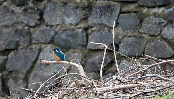 Eisvogel an der Zorge in Nordhausen (Foto: J&uuml;rgen Friedling)