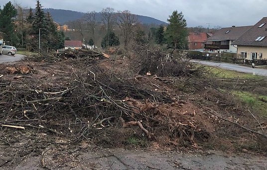 Thema Baumrodungen in Sondershausen (Foto: privat)