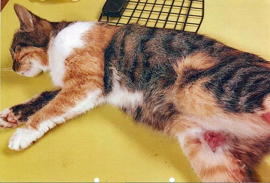 Katze mit Schussverletzungen aufgefunden (Foto: Polizei)