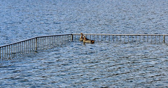 Natur und Schwimmen, das passt (Foto: Karl-Heinz Herrmann)