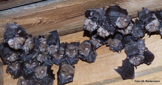 Kolonie der "kleinen Hufnase" (Foto: Landschaftspflegeverband Südharz/Kyffhäuser) Kolonie der "kleinen Hufnase" (Foto: Landschaftspflegeverband Südharz/Kyffhäuser)