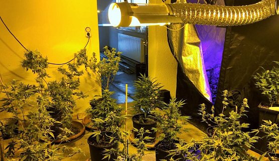 Indoor-Plantage mit 220 Pflanzen in Wolkramshausen (Landkreis Nordhausen) (Foto: Polizei)